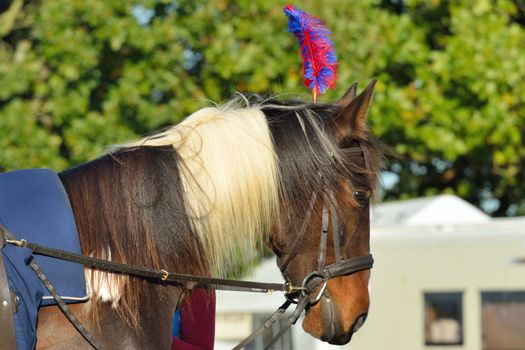 Brown and white show pony with head dress