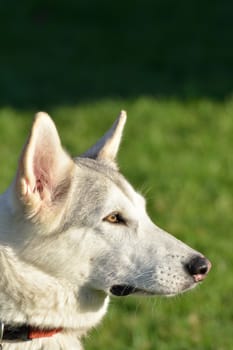 White Husky dog head