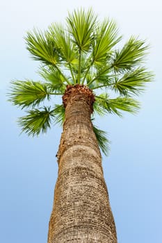 single palm tree on blue sky background