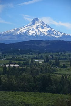 snow covered mount hood with afternoon sunlight