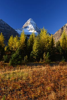 Mountain in Canadian Rockies with blue sky in Autumn with yellow trees