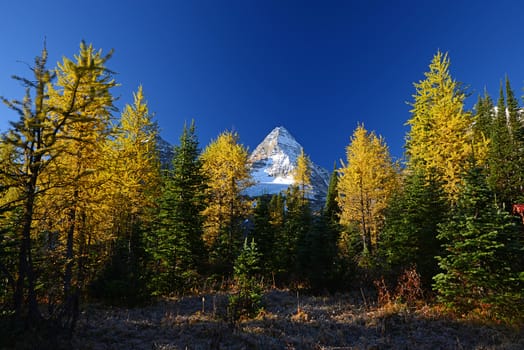 Mountain in Canadian Rockies with blue sky in Autumn with yellow trees