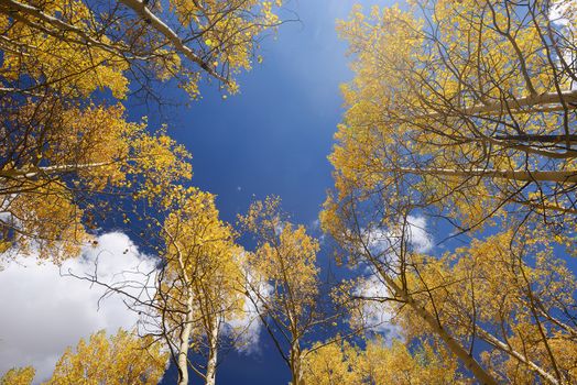 yellow aspen tree from colorado