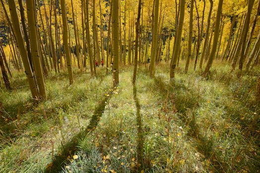 yellow aspen tree from colorado