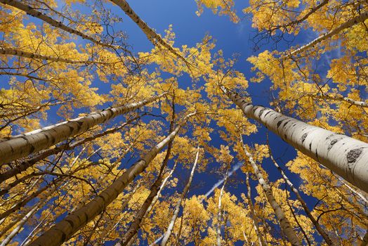 yellow aspen tree from colorado