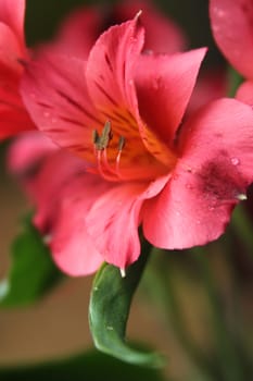 Closeup of pretty pink  Peruvian lilies or Lilies of the Incas in the garden 