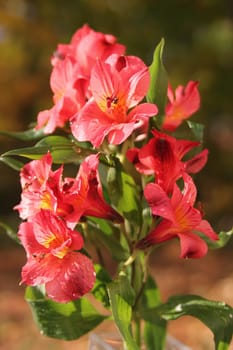Pretty pink  Peruvian lilies or Lilies of the Incas in the garden 