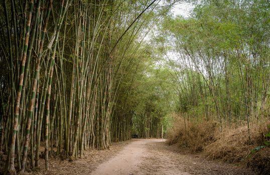 TRANGBANG DISTRICT - MAY 1: Bamboo Green Road at Trangbang district, May 1 2014 in Tayninh province, Viet Nam.