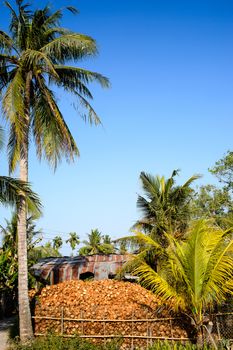 Coconut tree with dry fruit - Tropical fruit in Bentre province, MeKong delta, Vietnam, Southeast Asia