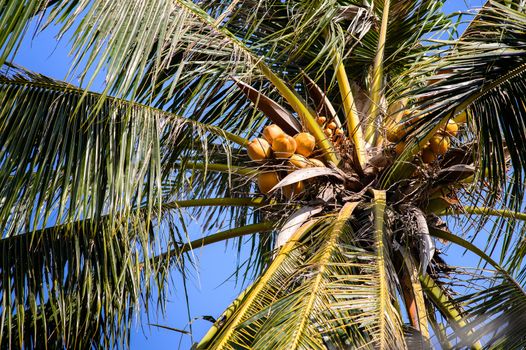 Coconut tree & fruit - Tropical fruit in Bentre province, MeKong delta, Vietnam, Southeast Asia