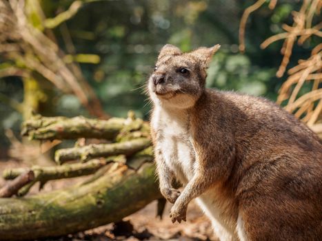 Cautious yet curious looking red necked wallaby in a forest