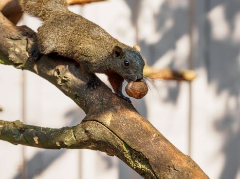 Large brown squirrel running over a branch with a walnut in his mouth