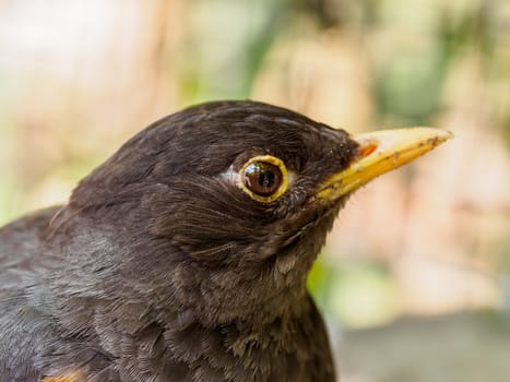 Closeup portrait shot of a curious looking thrush bird
