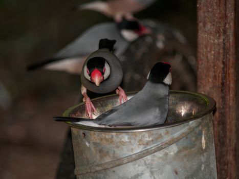 Playful Java rice birds grabbing food from a metal bucket