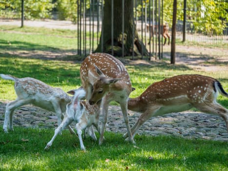 Multiple young and one adult deer drinking from a mother