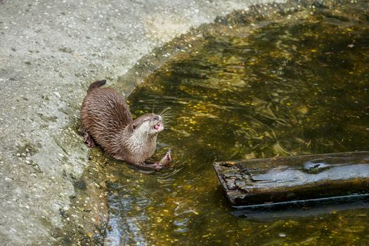 Indonesian otter enjoying a fish snack by the water