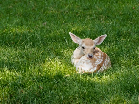 Young newborn deer lying peacefully in a meadow