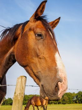 Closeup of a shining brown horse in the sun