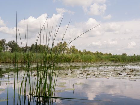 Longs strands of grass reflecting in the morning sun in Dutch nature reserve Weerribben