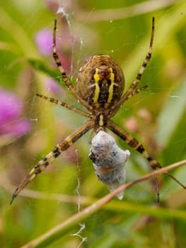 Face on macro shot of a large striped spider with captured prey