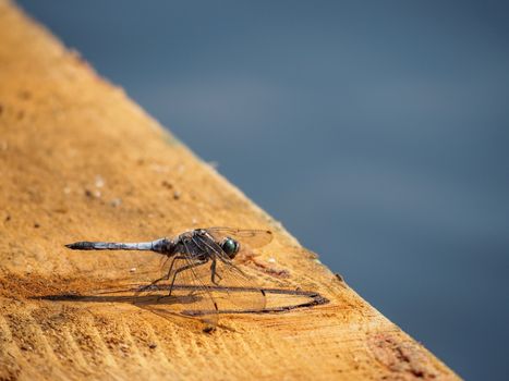 Dragonfly resting gracefully on wooden bank by river
