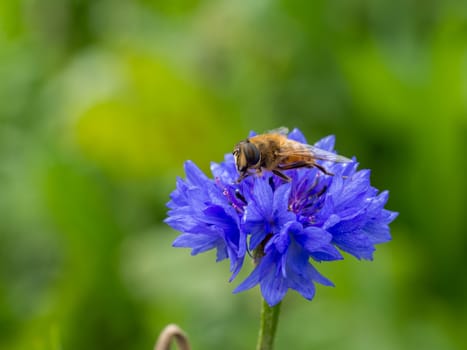 Closeup of a solitary bee resting on a small blue wild flower