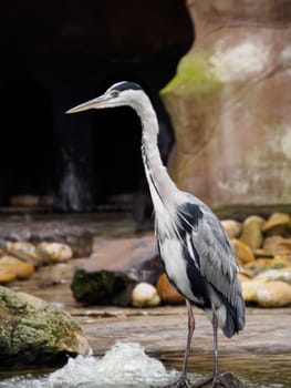 Tall heron standing proud in front of a cave
