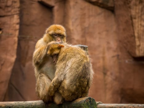 A pair of barbary Macaque showing typical grooming behavior