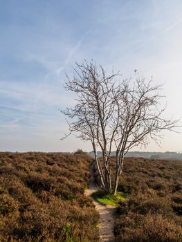 Lone tree on sandy path in heathland area in fall colors