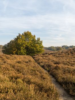 lonely path through Dutch nature reserve and heathland area in fall colors