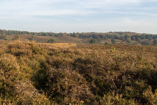 Looking out over Dutch heathland area in the fall