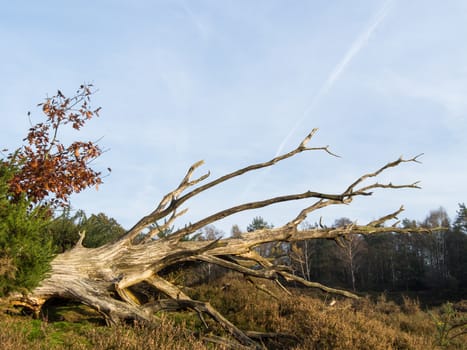 Fallen dead tree lying in heathland area in fall colors