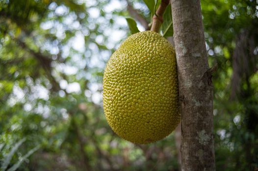 BENTRE PROVINCE - APRIL 20: The Jack-fruit, tropical fruit at Bentre province in April 20 2013, Vietnam.