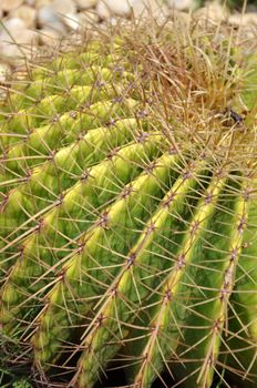 Cactus is a plant that needs very little water