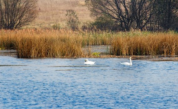 In the lake, the shores of which grows the rushes, swim two white swans.