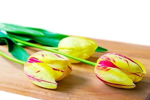 Three large beautiful Tulip yellow color with green leaves on a white background.
