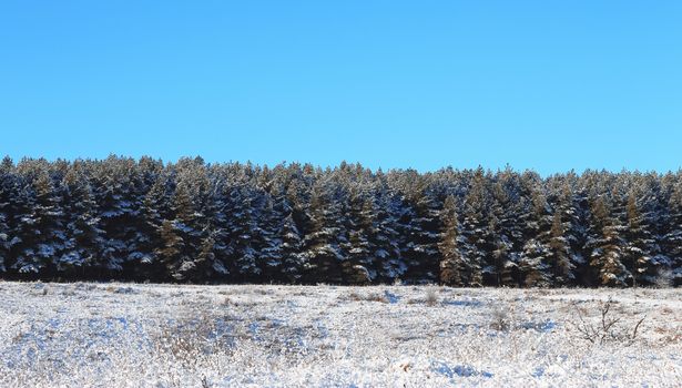 Trees covered with hoarfrost and snow in mountains