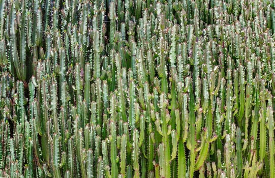 A large number of branches and shoots of cacti, growing by a solid wall.