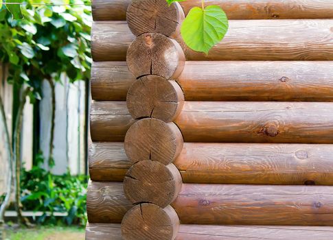 Part of wall of house from wooden round logs.
