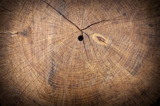 Texture of slice of wood timber. Natural background