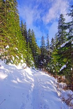 Snow on a forest path in Ceahlau Mountains.