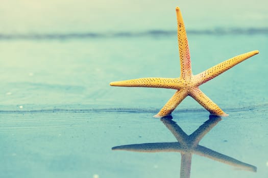 Starfish in water on sandy beach. Yellow sea star 