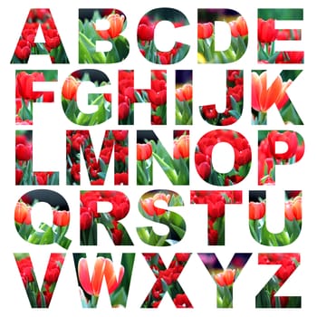alphabet a to z made from tulips flower picture