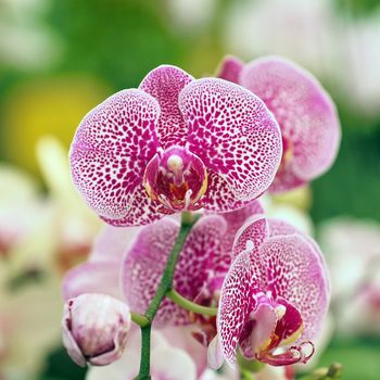 closeup of beautiful orchid flower