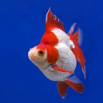 beautiful goldfish in the aquarium      