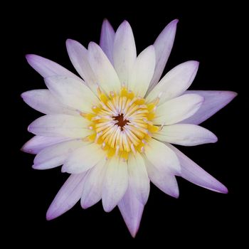 beautiful lotus flower on black background