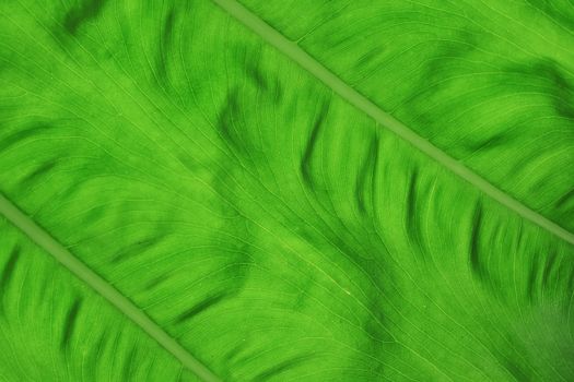 Green leaf as background or texture