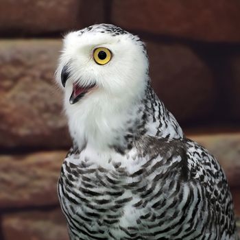 closeup of snow owl with nature background