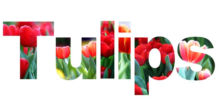word tulips on white background 