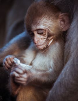 Portrait of cute Rhesus macaque baby. Captured in Nepal